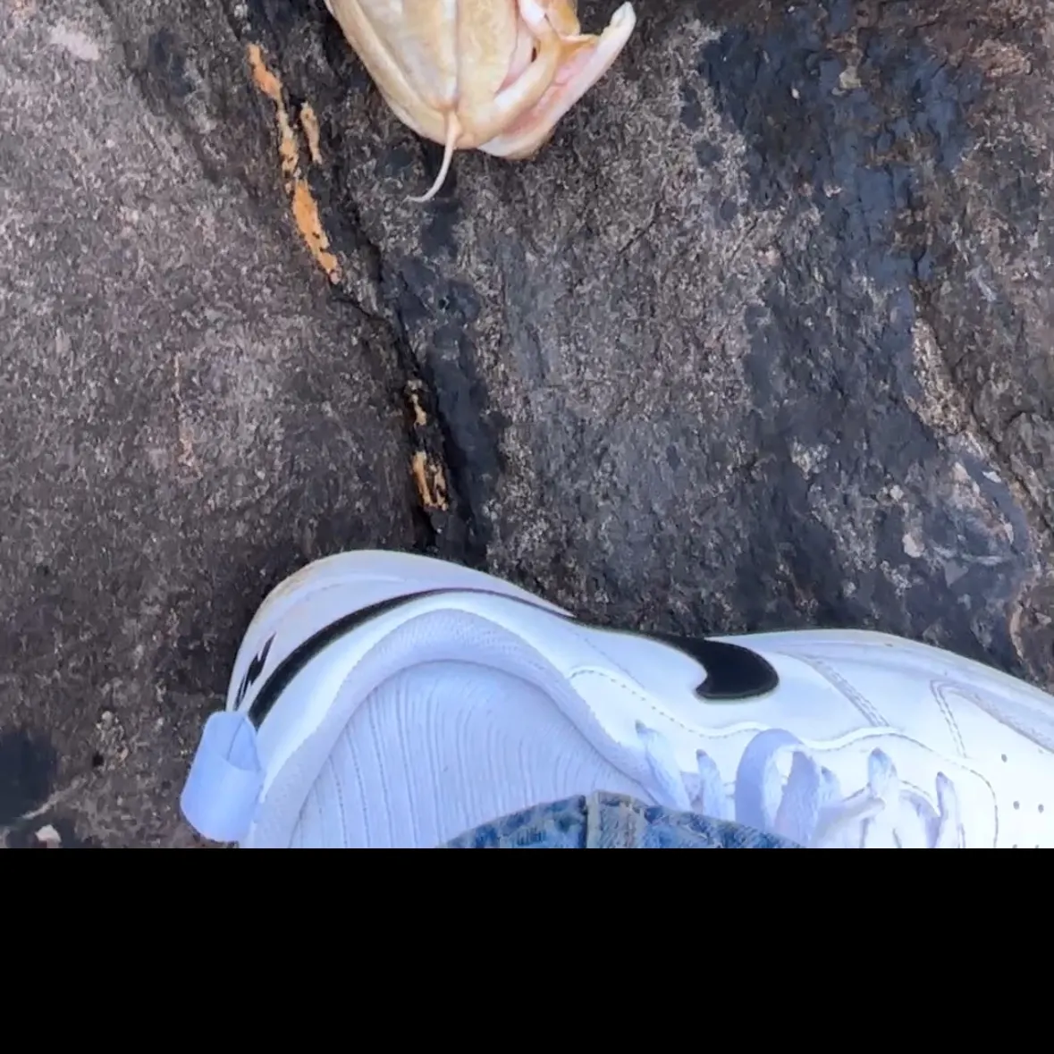 Atlantic cod caught on Fishbrain