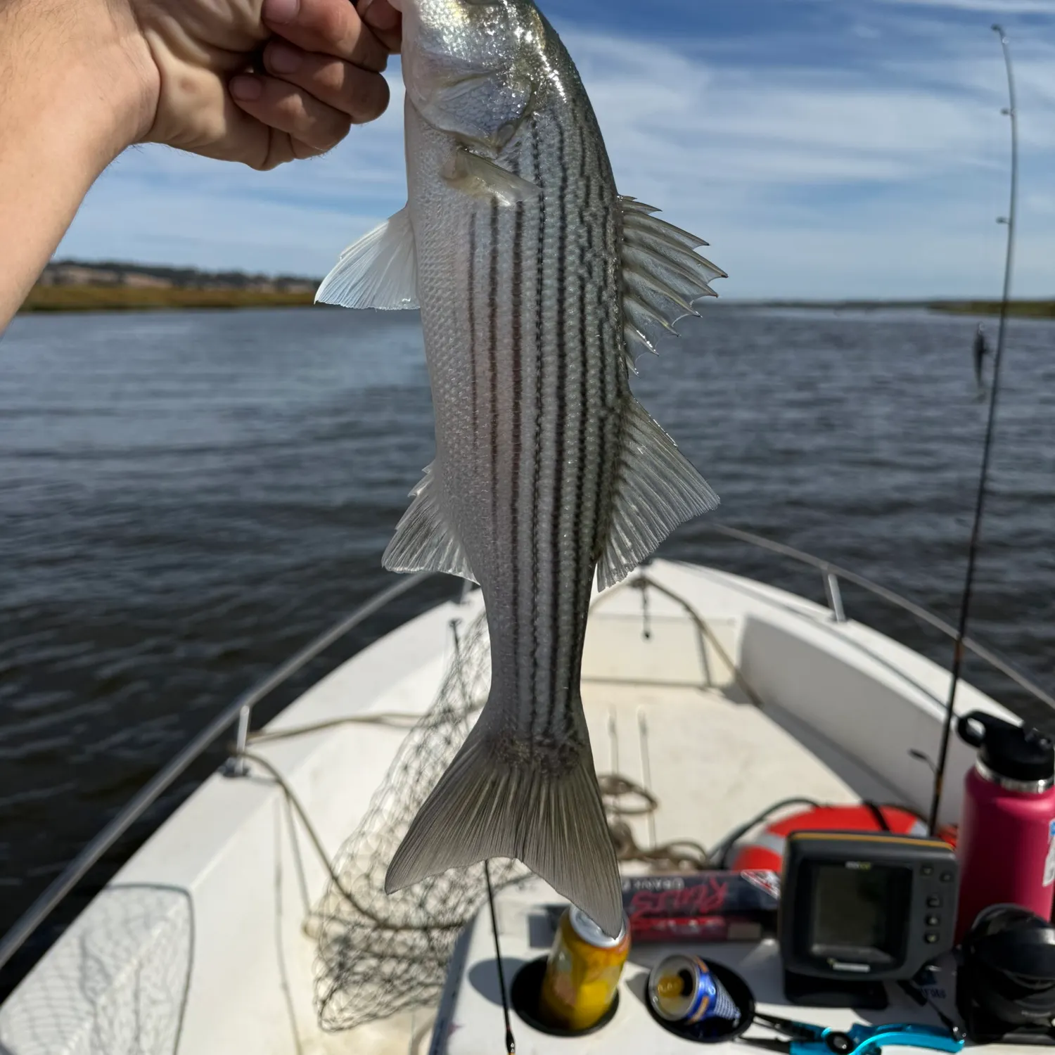Striped bass caught on Fishbrain
