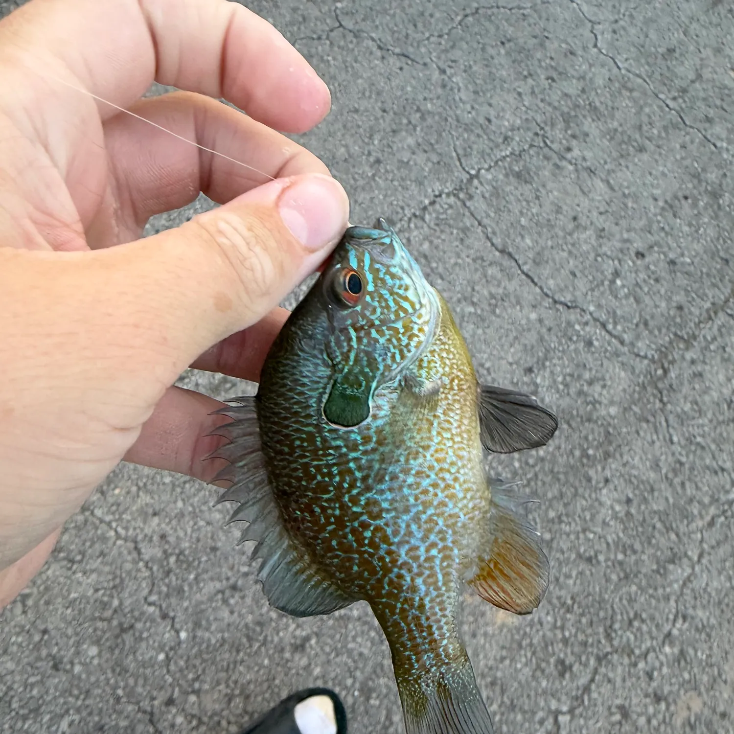 The most recent Plains longear sunfish catches on Fishbrain