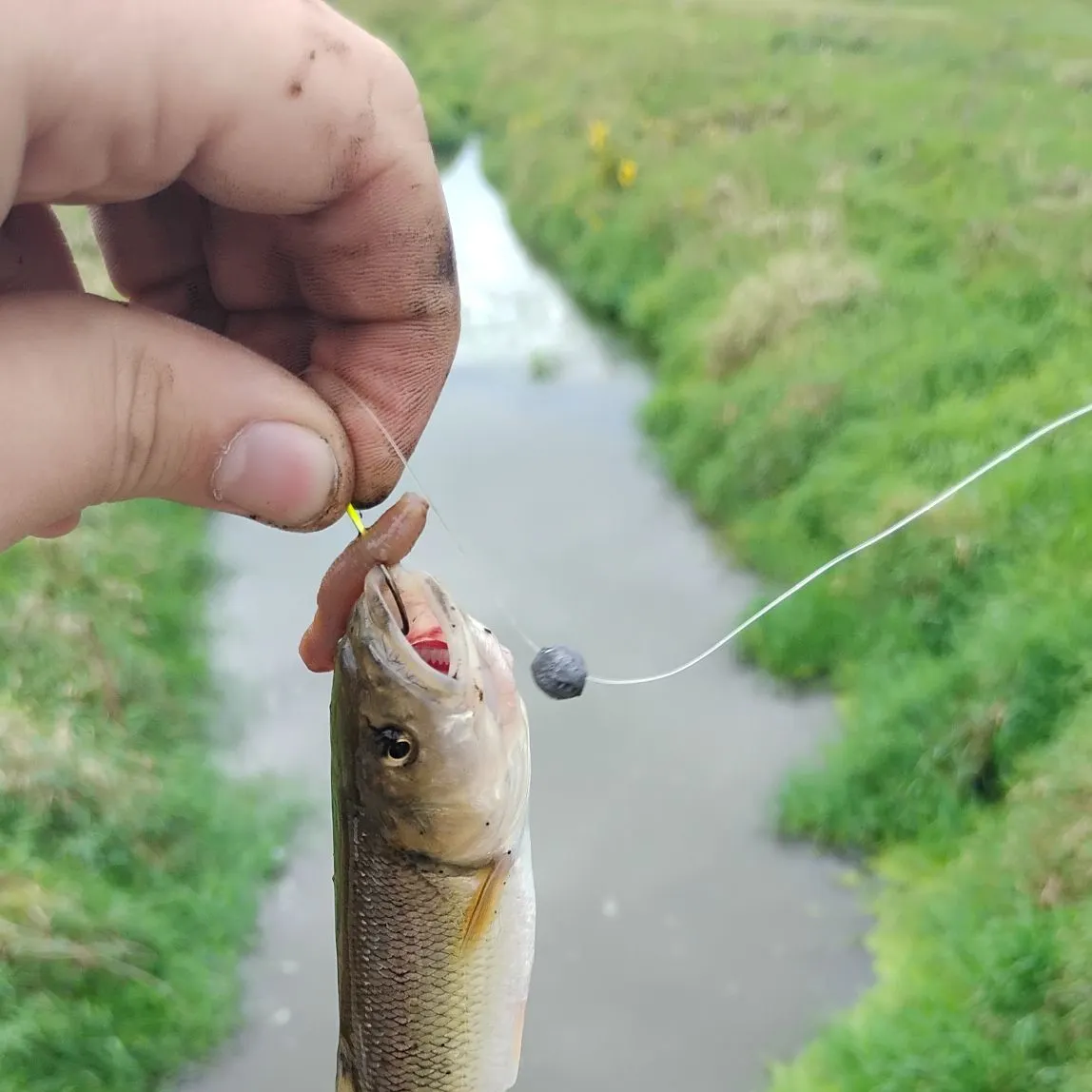 Creek chub caught on Fishbrain
