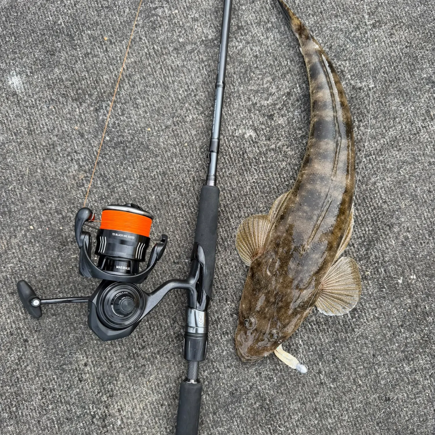 Dusky flathead caught on Fishbrain