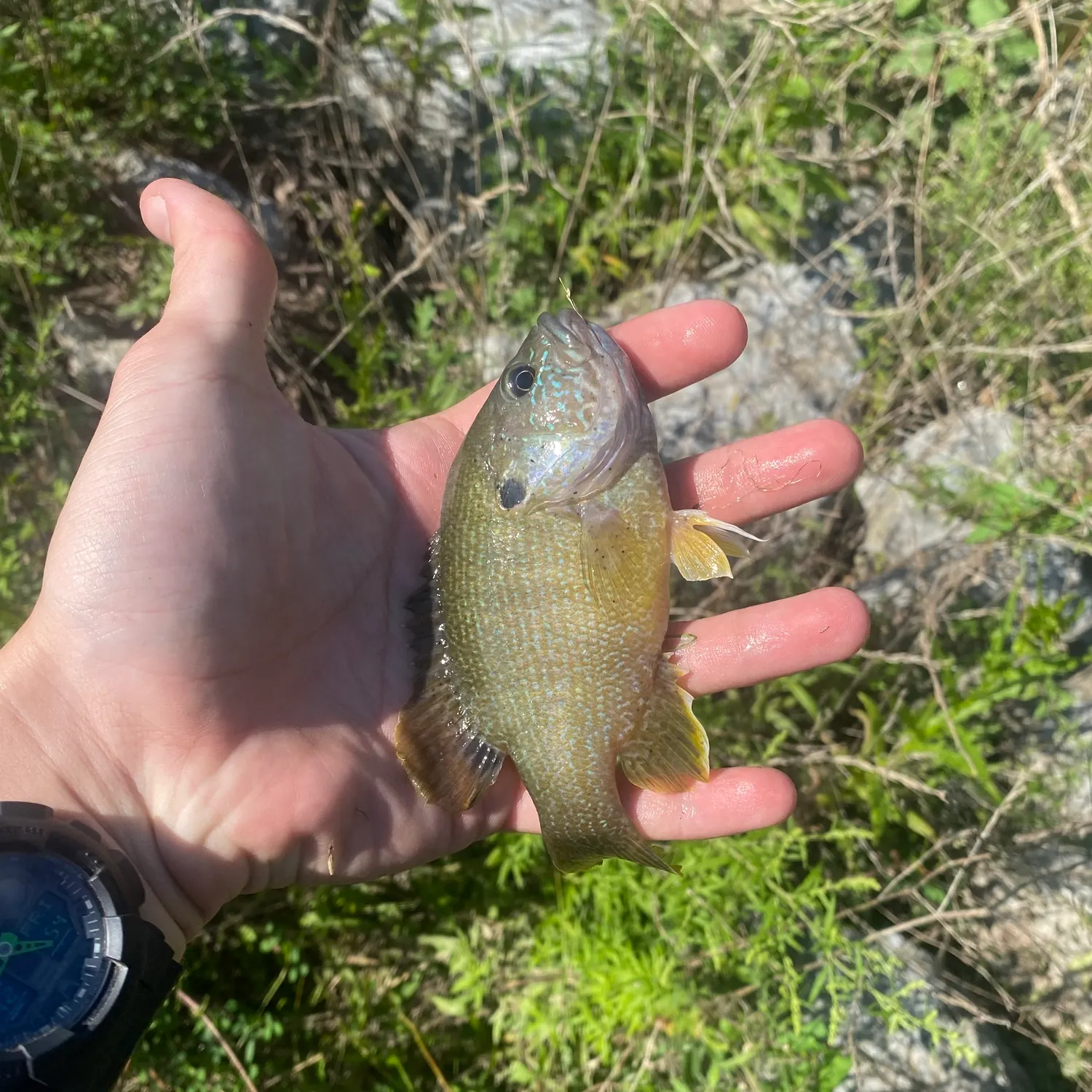 catch