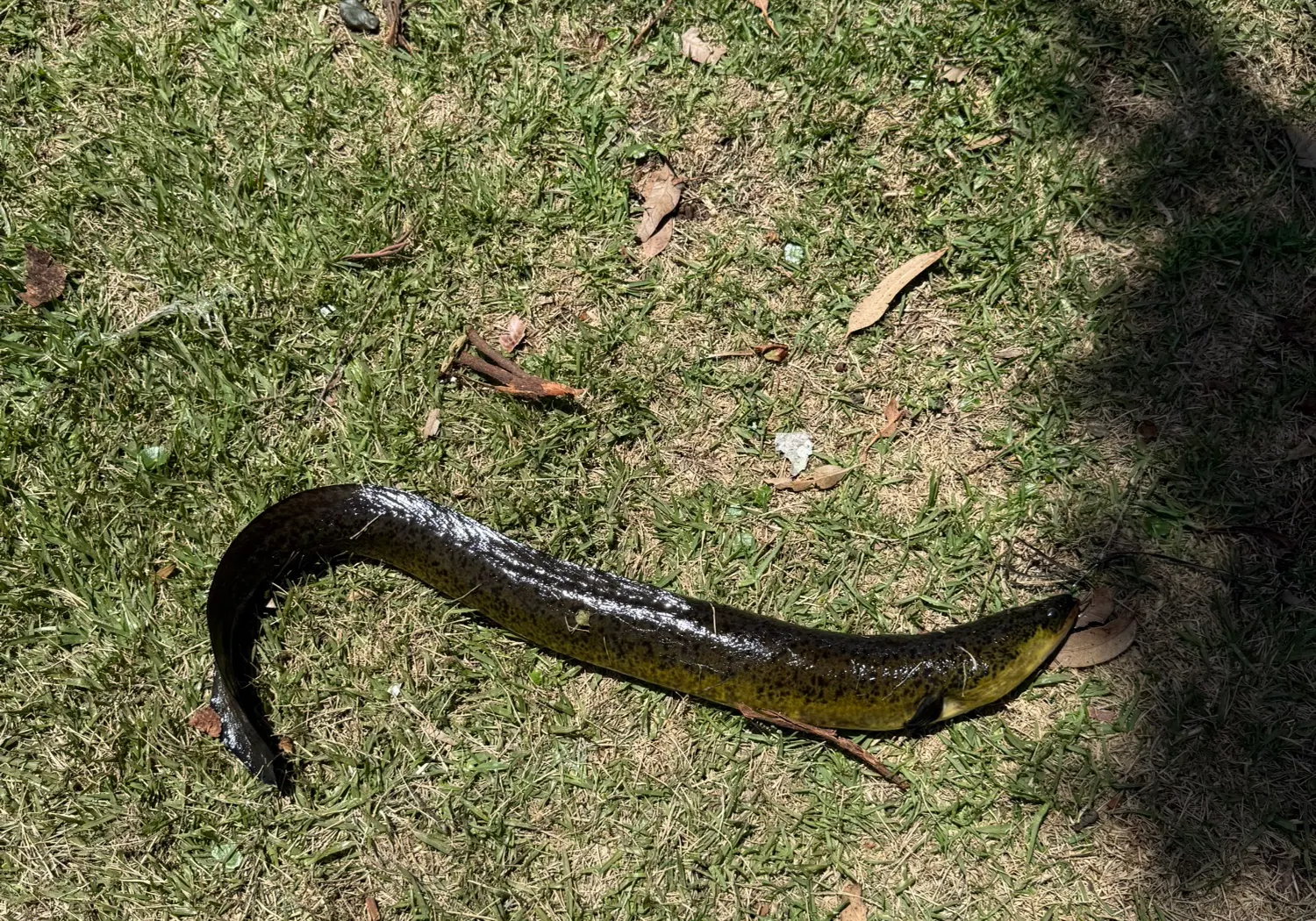 Speckled longfin eel