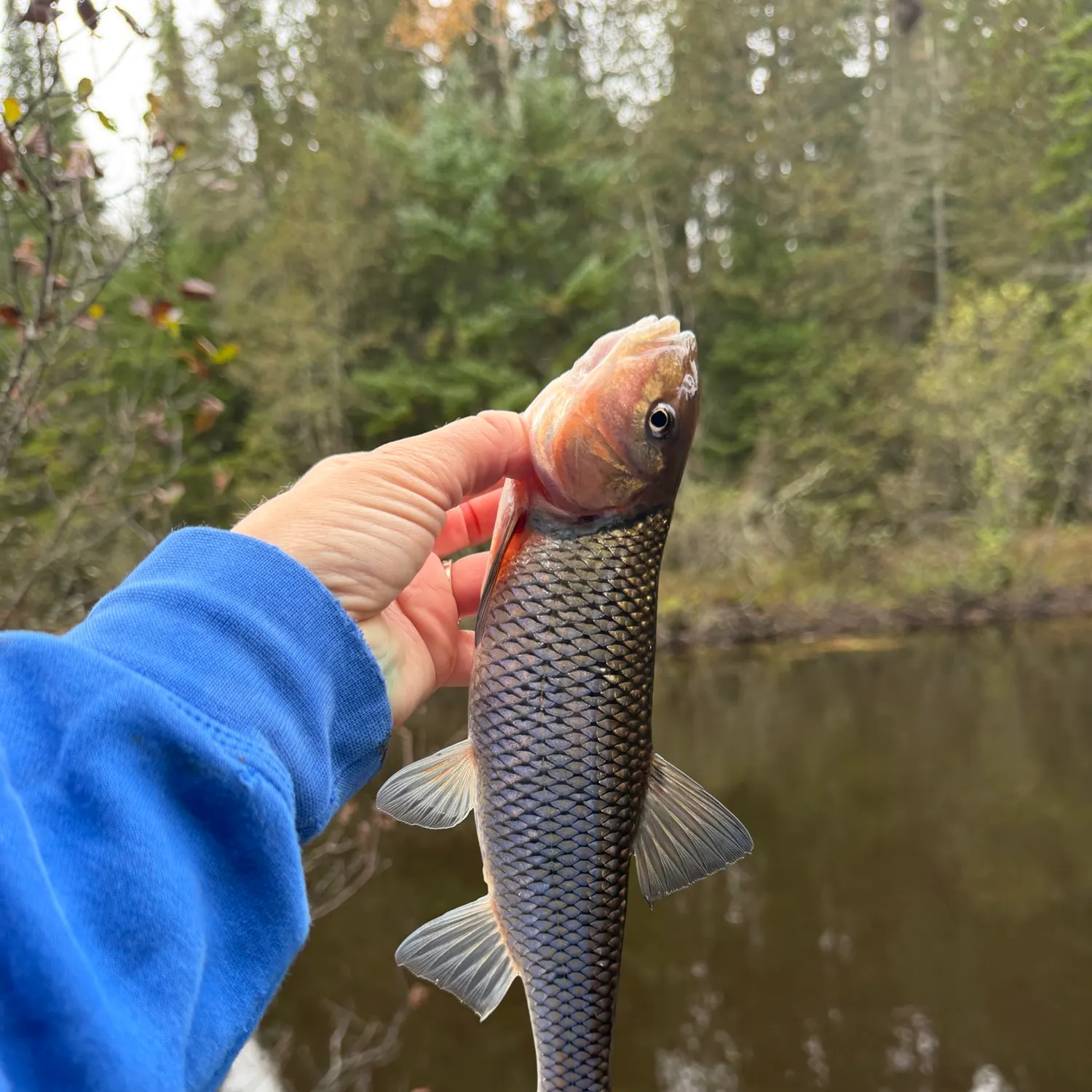 The most recent Fallfish catches on Fishbrain