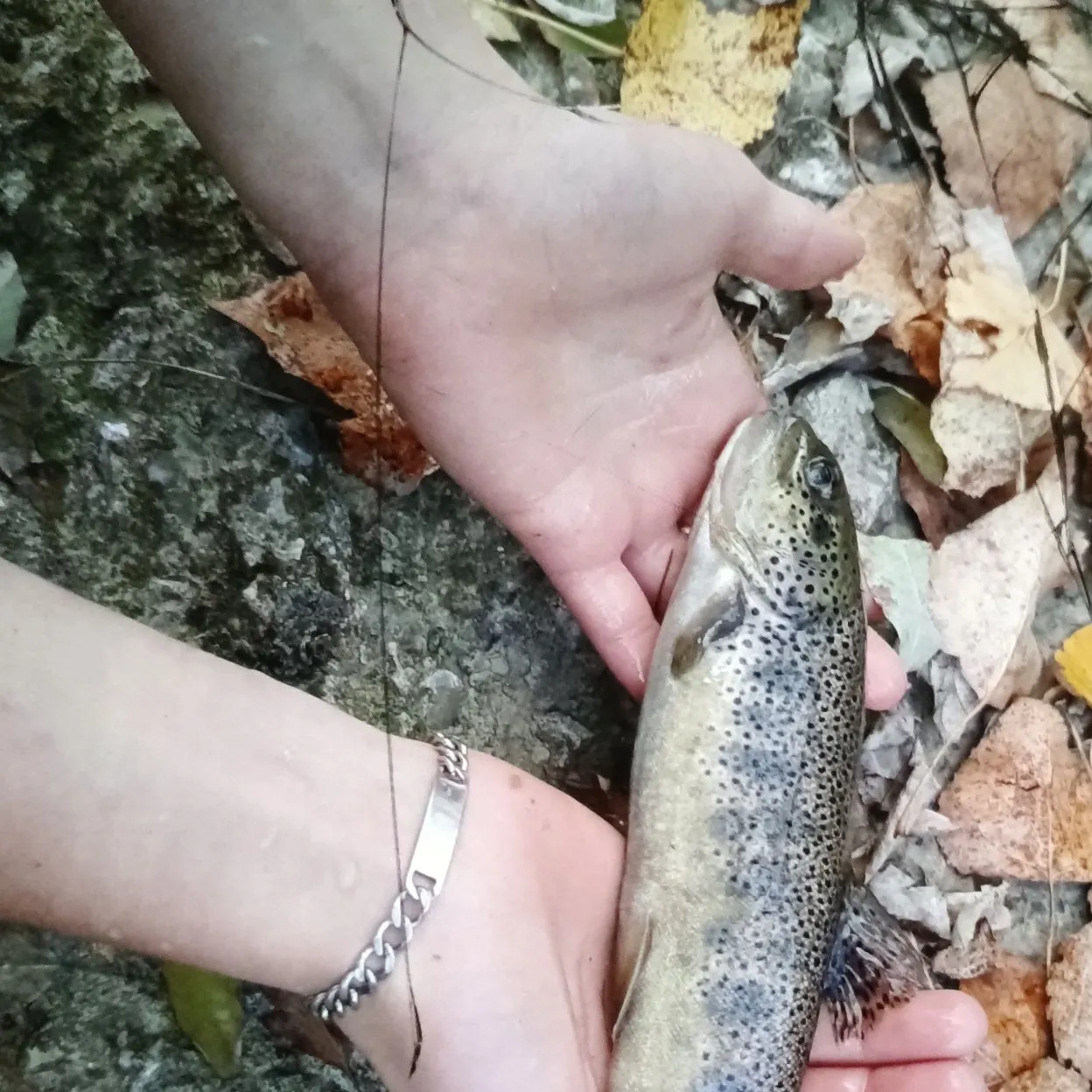 Rainbow trout caught on Fishbrain