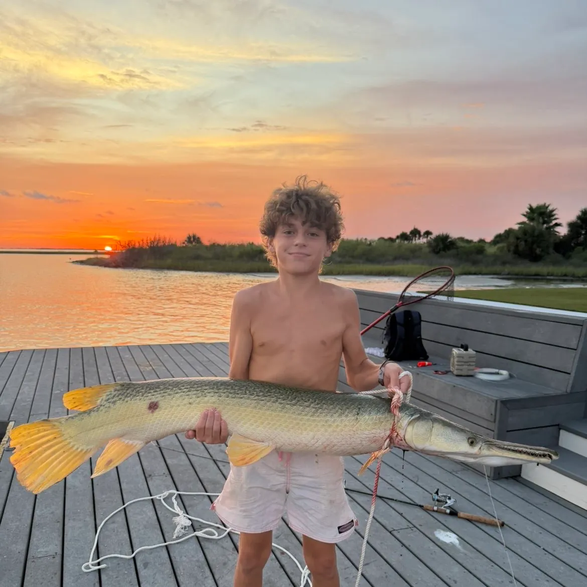 Alligator gar caught on Fishbrain