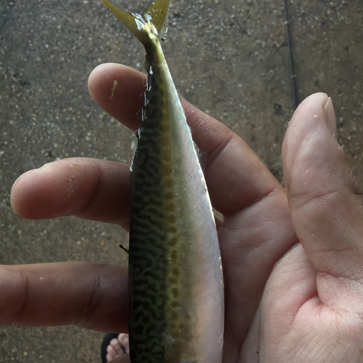 The most recent Atlantic chub mackerel catches on Fishbrain