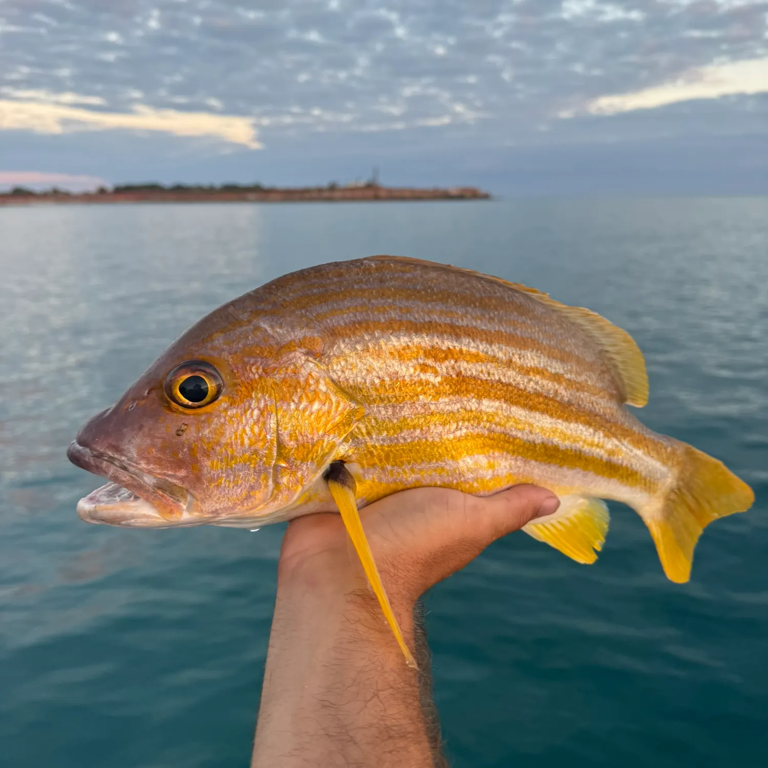 The most recent Spanish flag snapper catches on Fishbrain