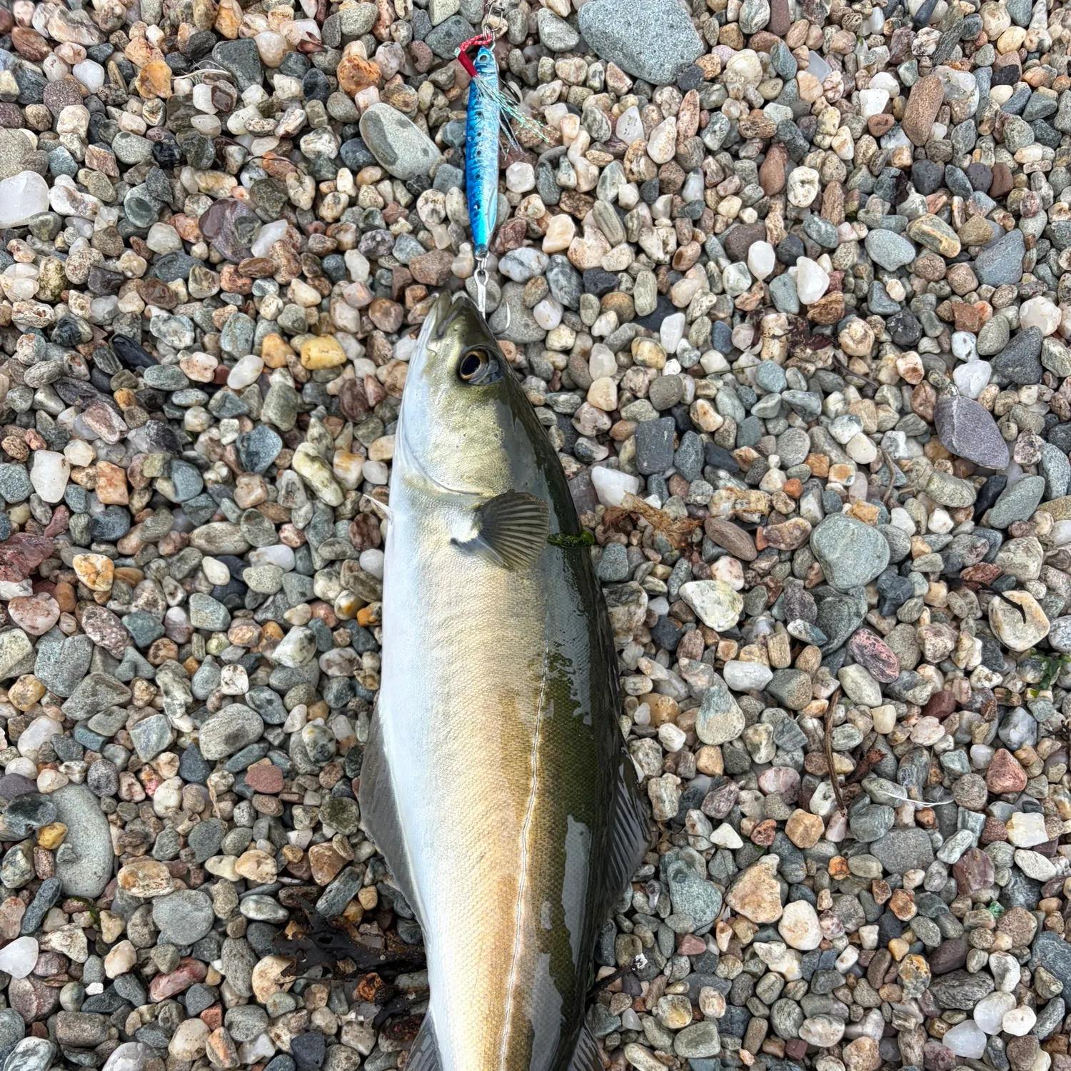 Pollack caught on Fishbrain