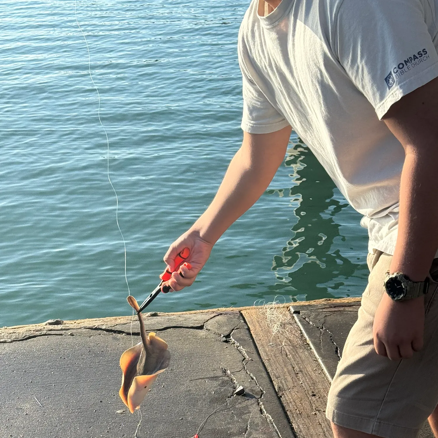 Haller's round ray caught on Fishbrain
