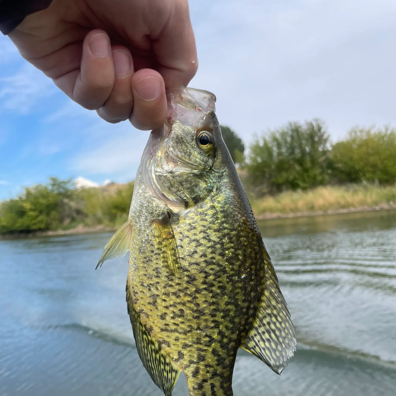 Black crappie caught on Fishbrain