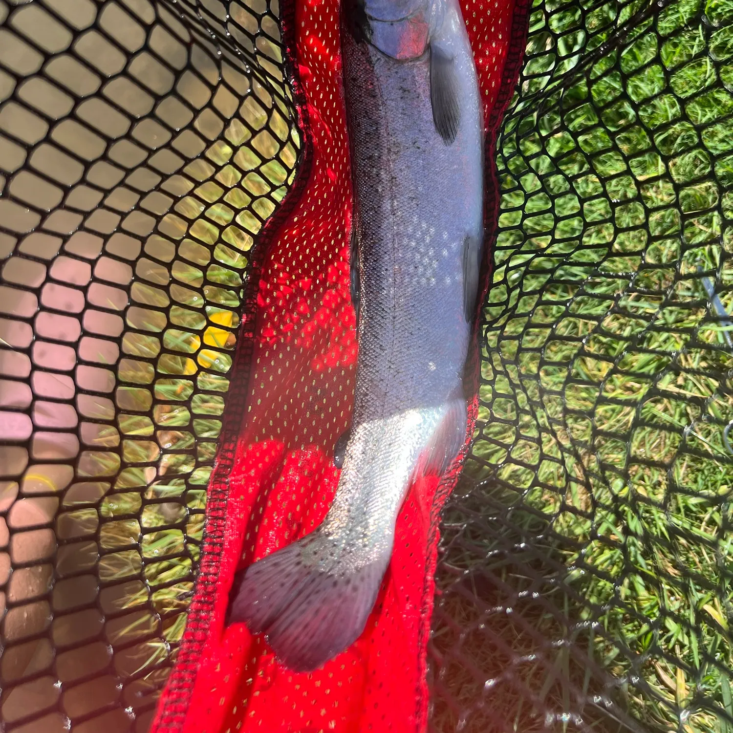 Rainbow trout caught on Fishbrain