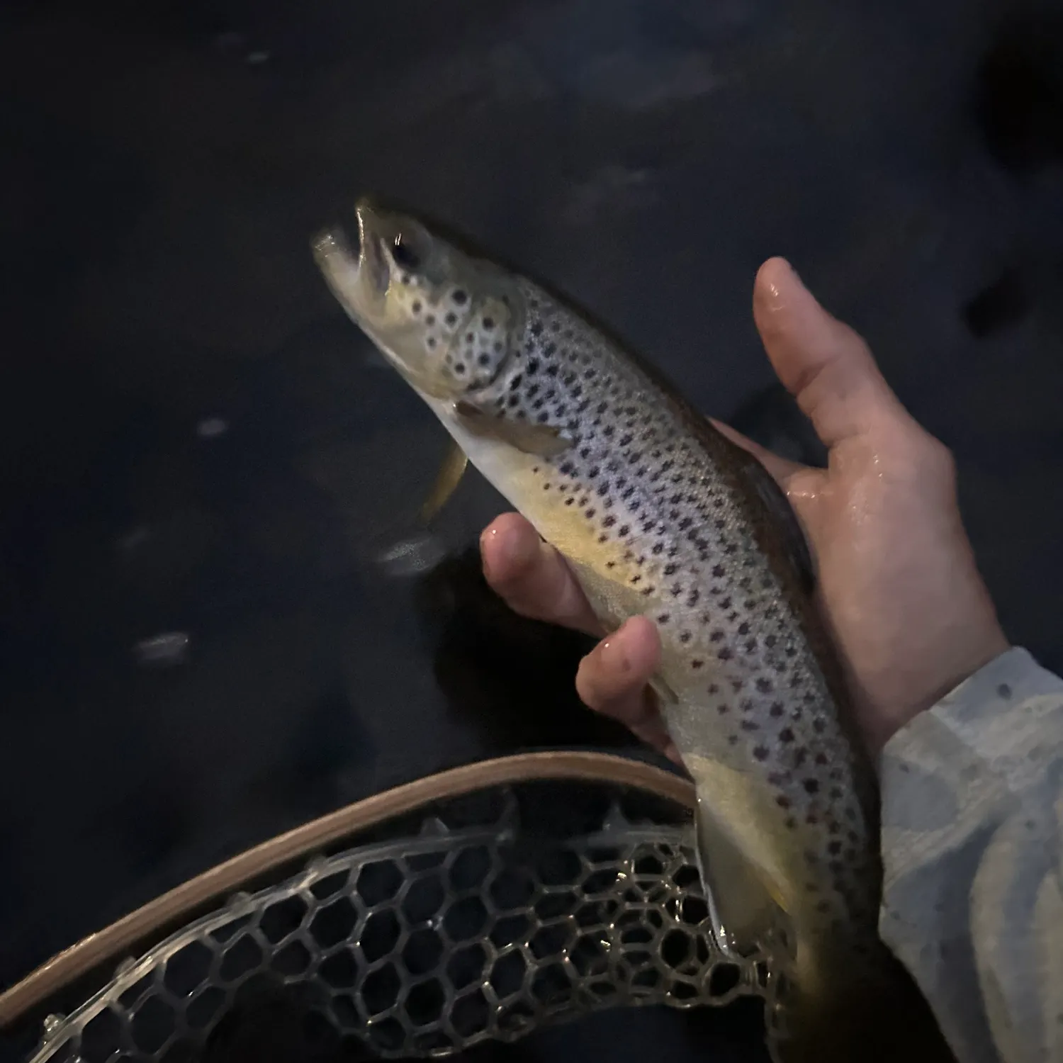 Brown trout caught on Fishbrain