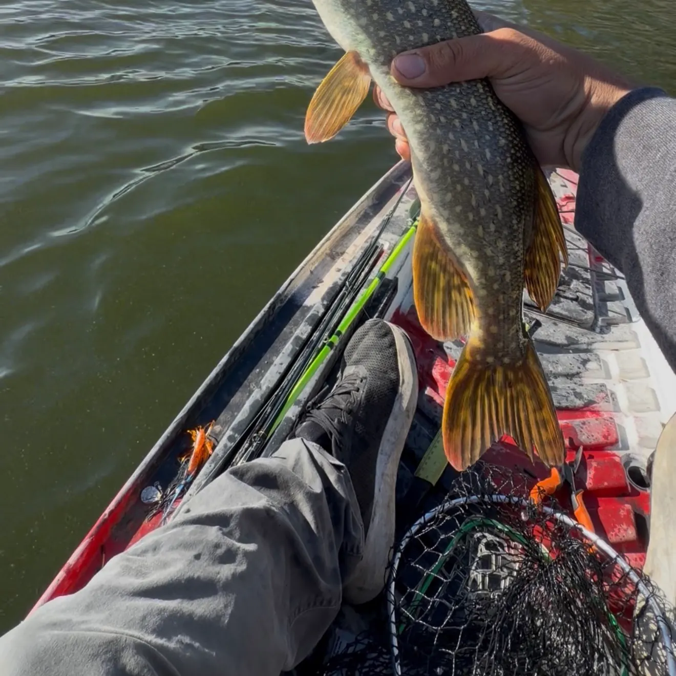 Northern pike caught on Fishbrain