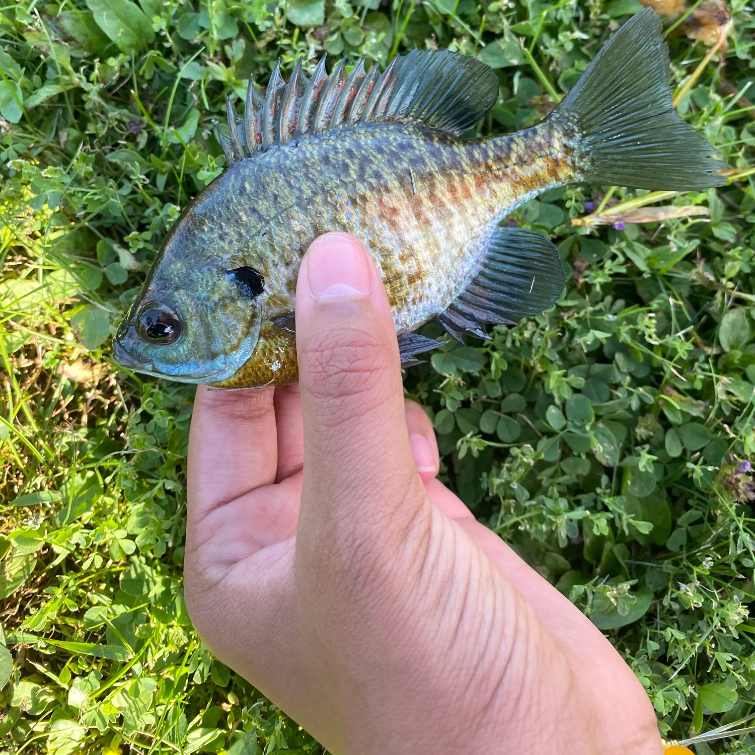 Bluegill caught on Fishbrain