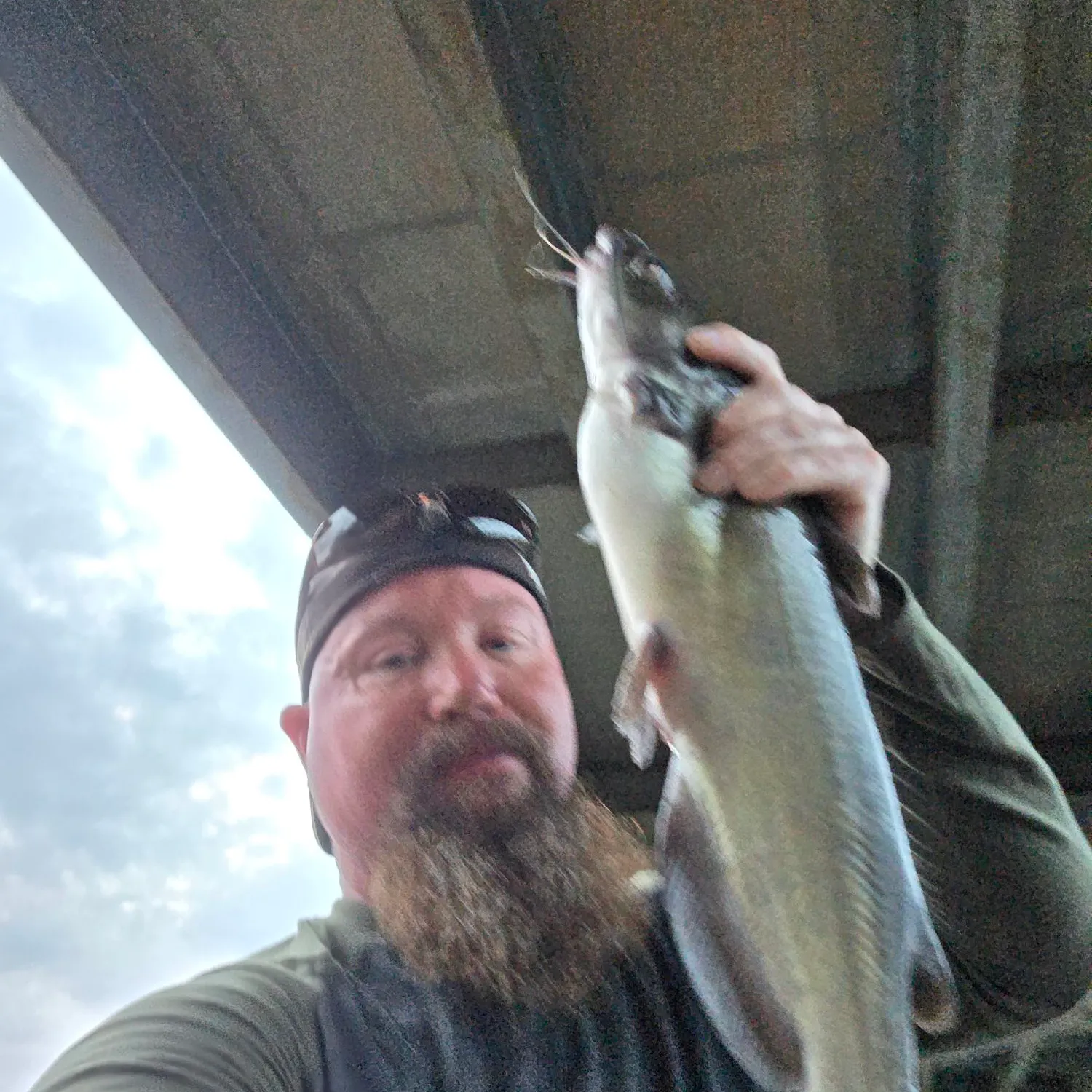 Channel catfish caught on Fishbrain