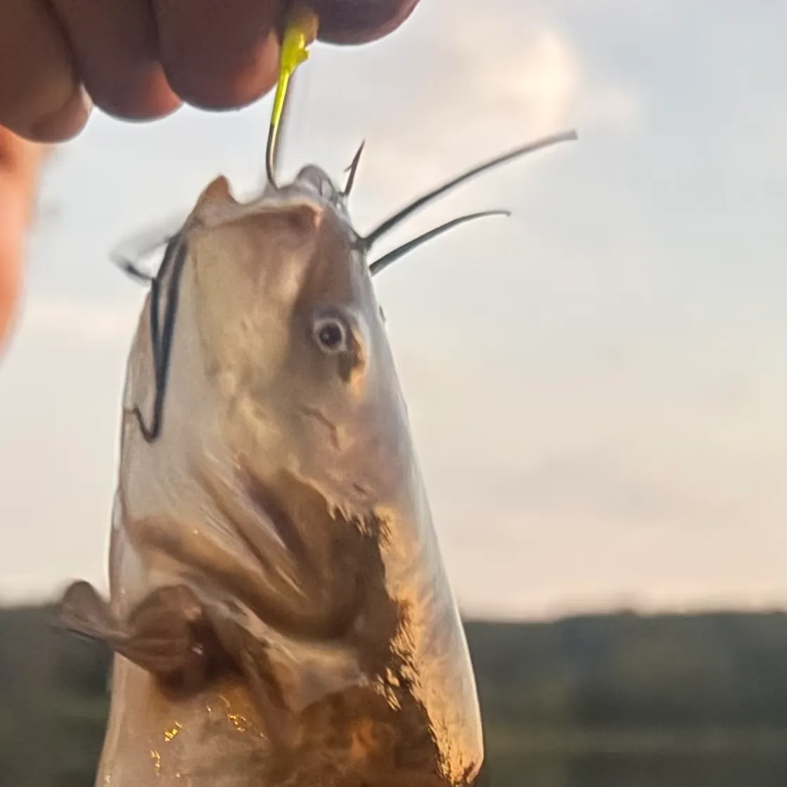 Brown bullhead caught on Fishbrain