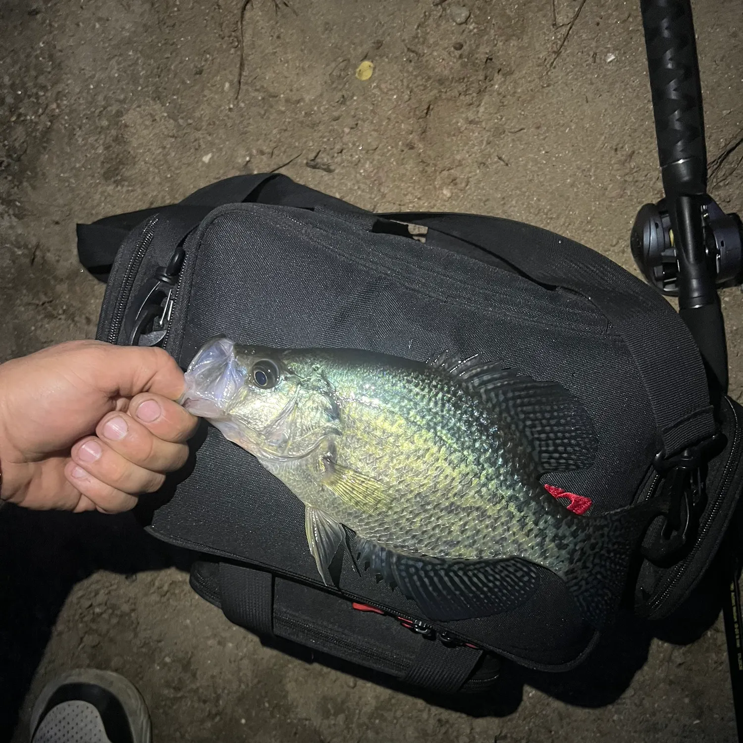 Black crappie caught on Fishbrain