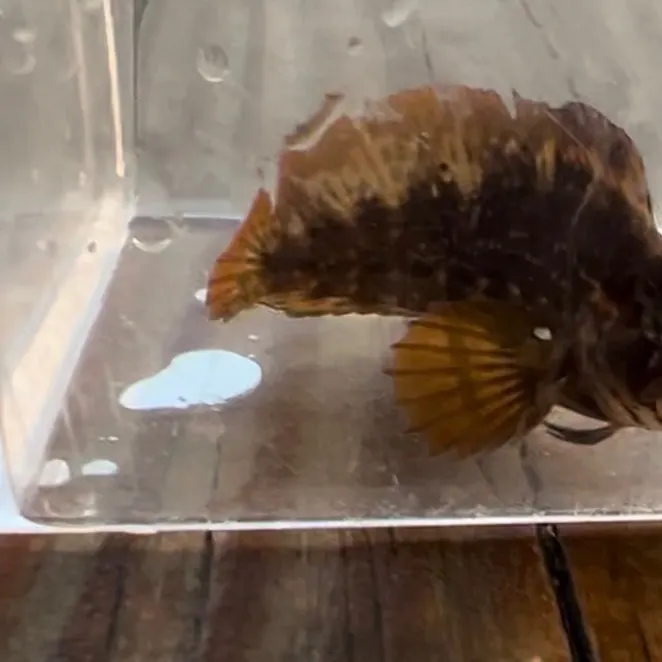 The most recent Striped blenny catches on Fishbrain
