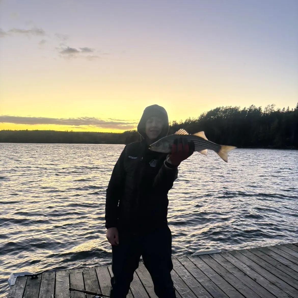 Striped bass caught on Fishbrain