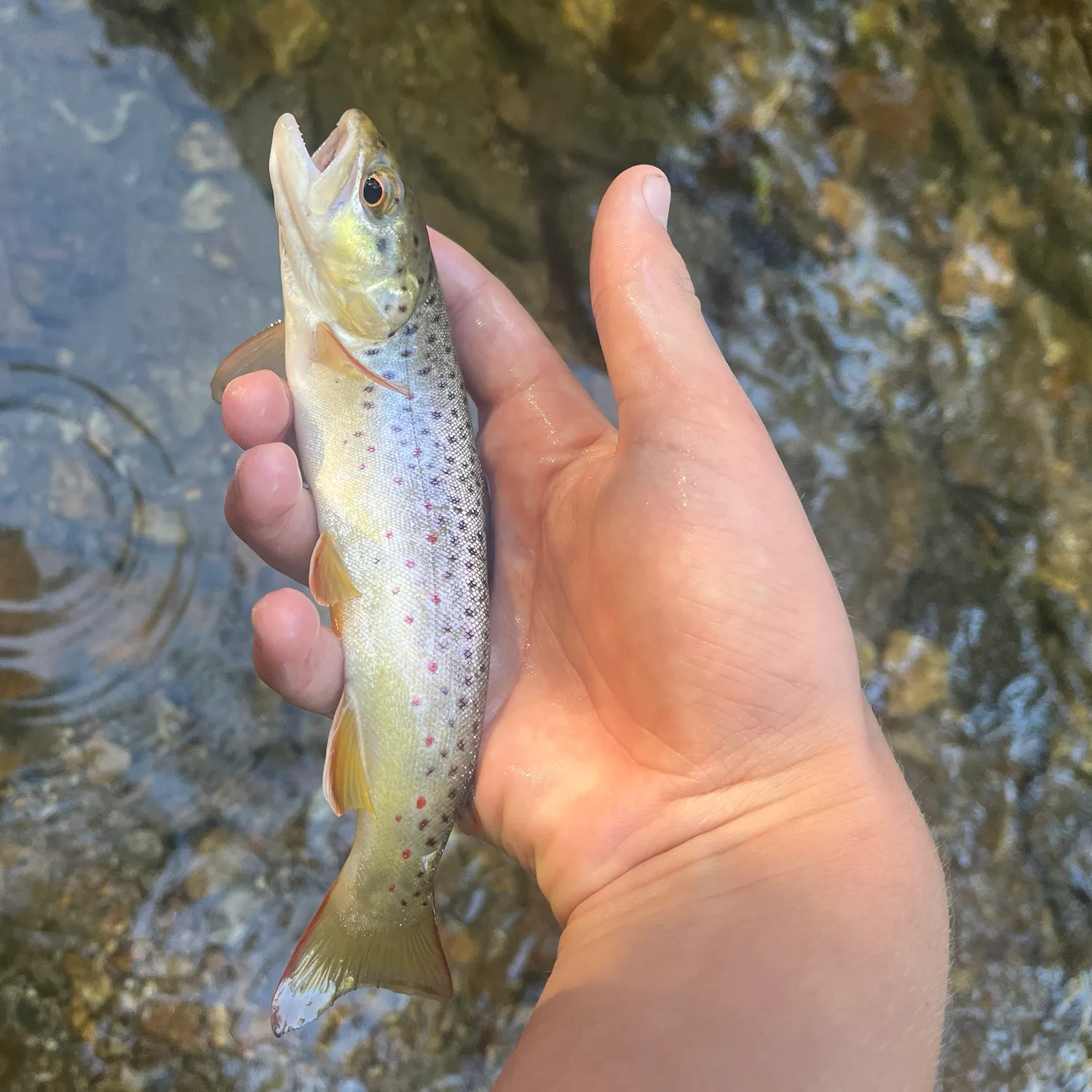Brown trout caught on Fishbrain