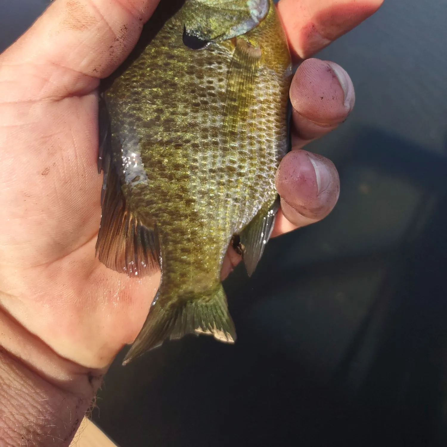 Bluegill caught on Fishbrain