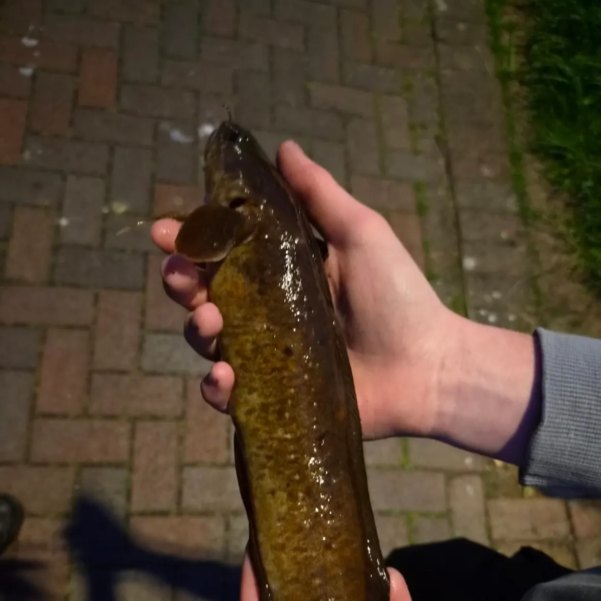 European eel caught on Fishbrain