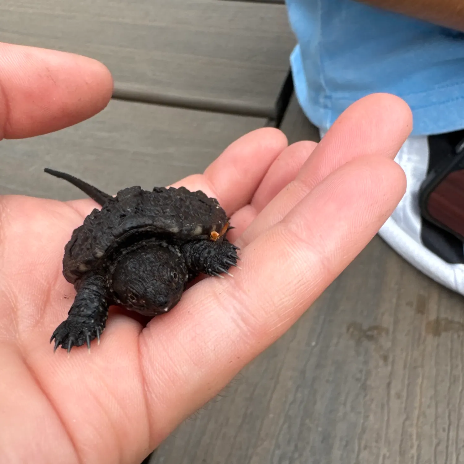 Common snapping turtle caught on Fishbrain