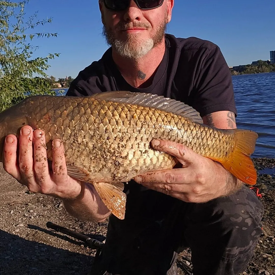 Common carp caught on Fishbrain