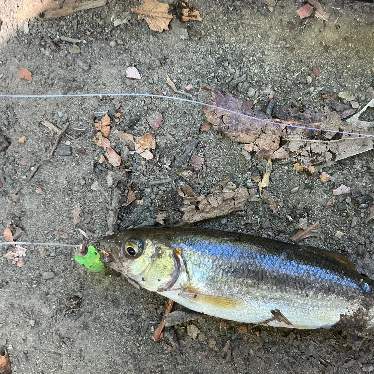 Northern pikeminnow caught on Fishbrain