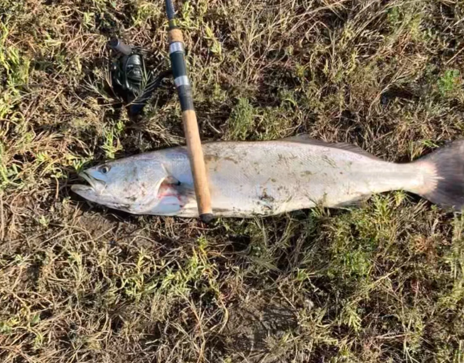 Orangemouth weakfish