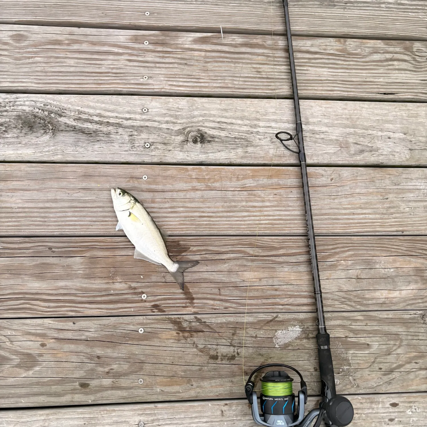 Bluefish caught on Fishbrain