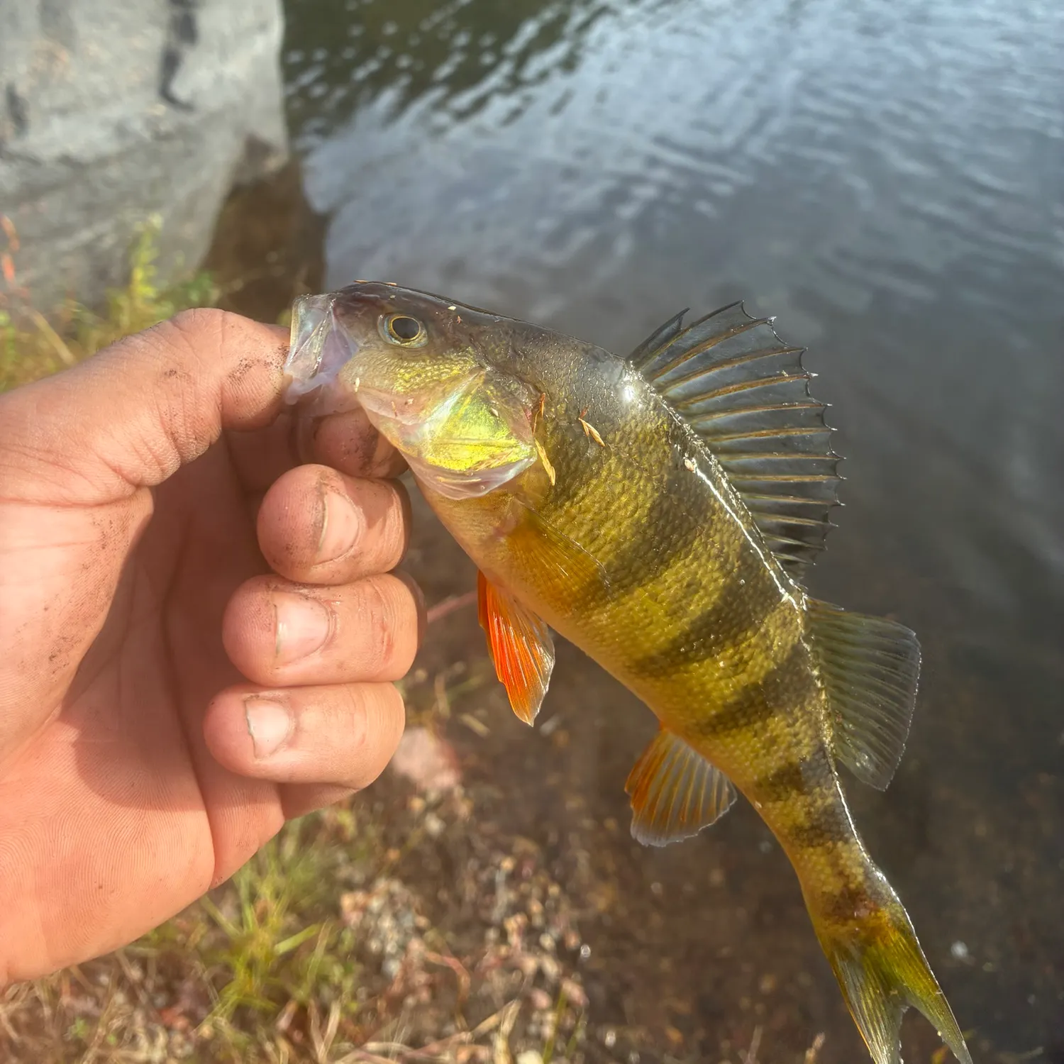 Yellow perch caught on Fishbrain