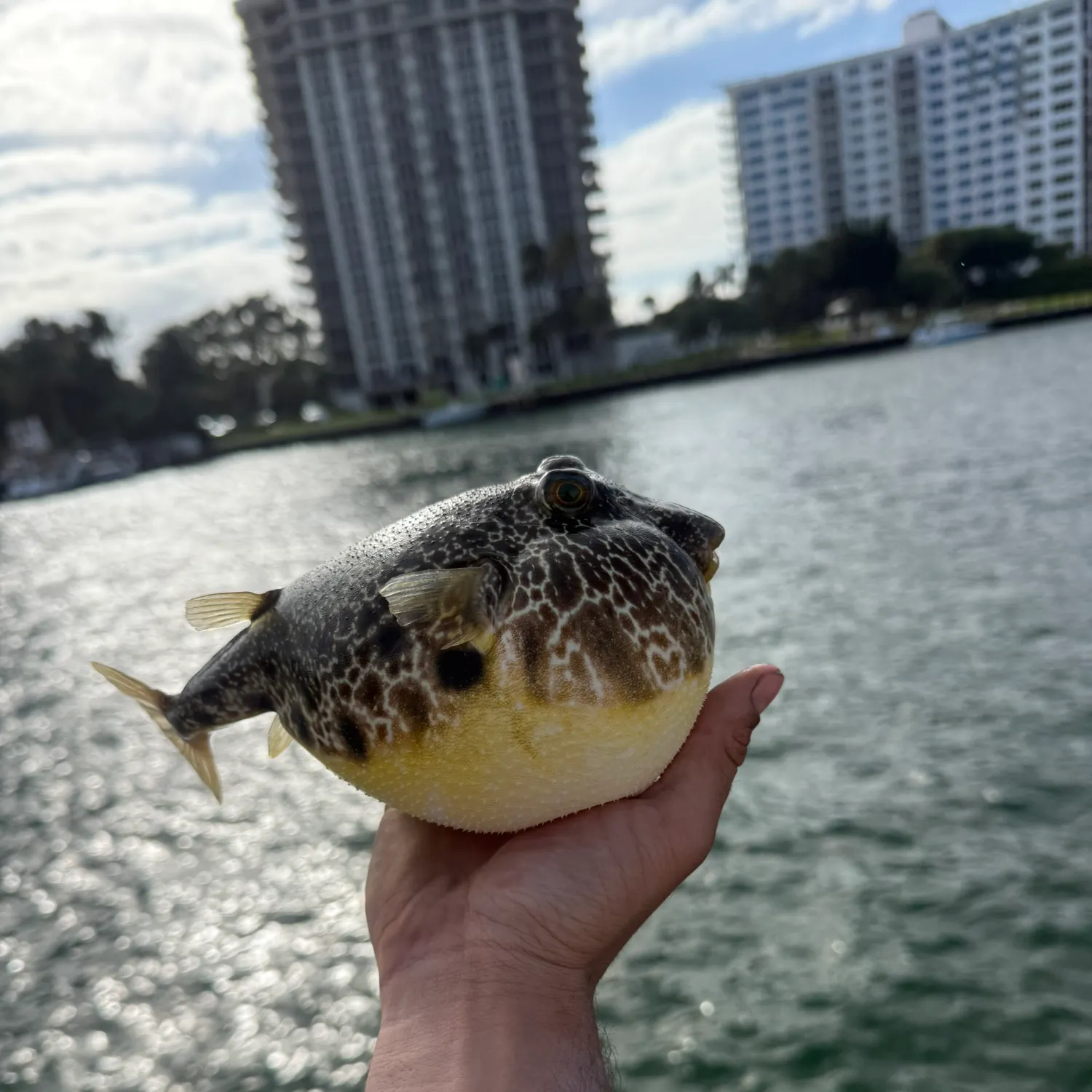 The most recent Southern puffer catches on Fishbrain