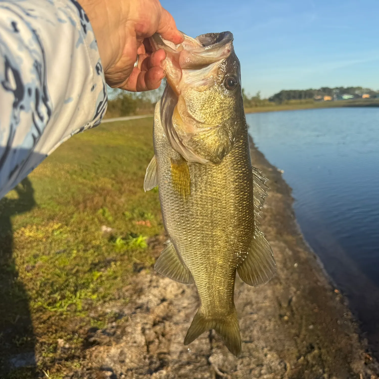 The most recent Florida bass catches on Fishbrain