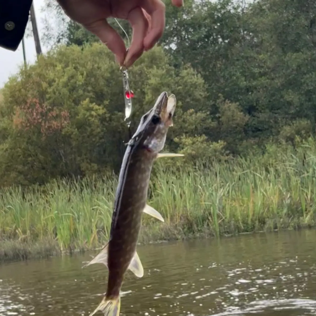 Northern pike caught on Fishbrain