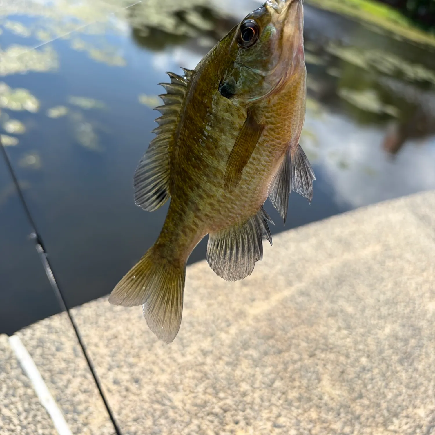 Bluegill caught on Fishbrain