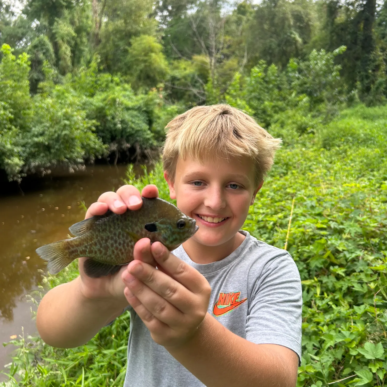 Bluegill caught on Fishbrain