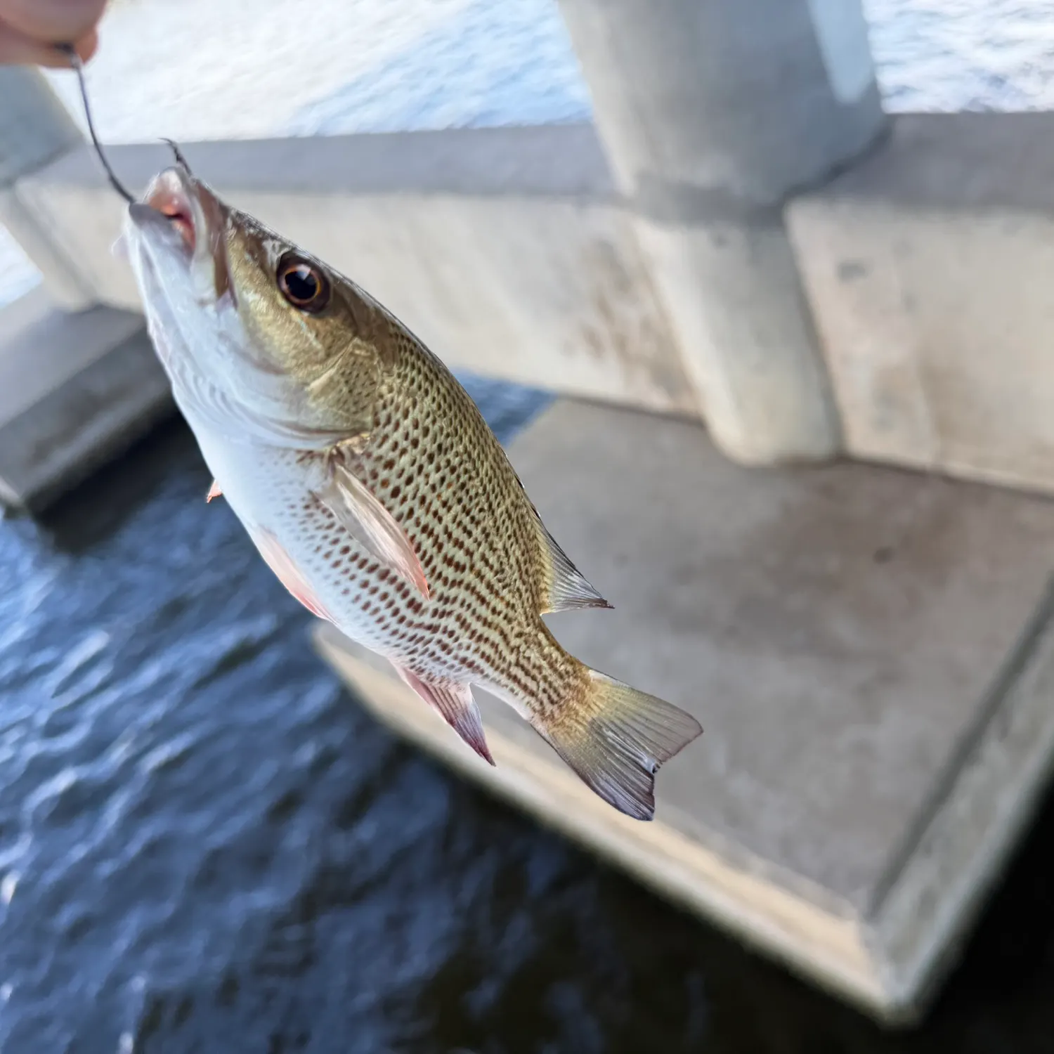 Mangrove snapper caught on Fishbrain