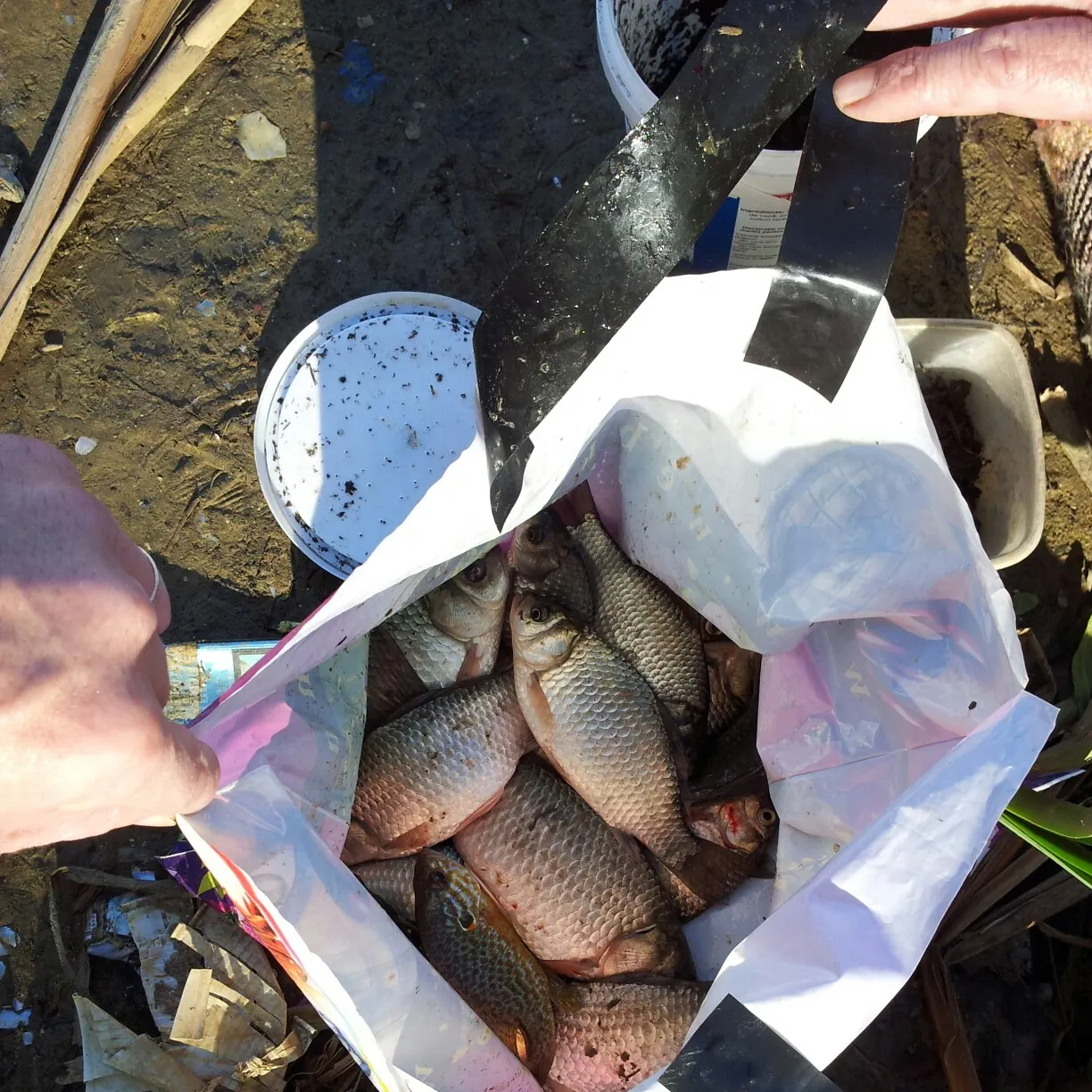 The most recent Carassius buergeri grandoculis catches on Fishbrain