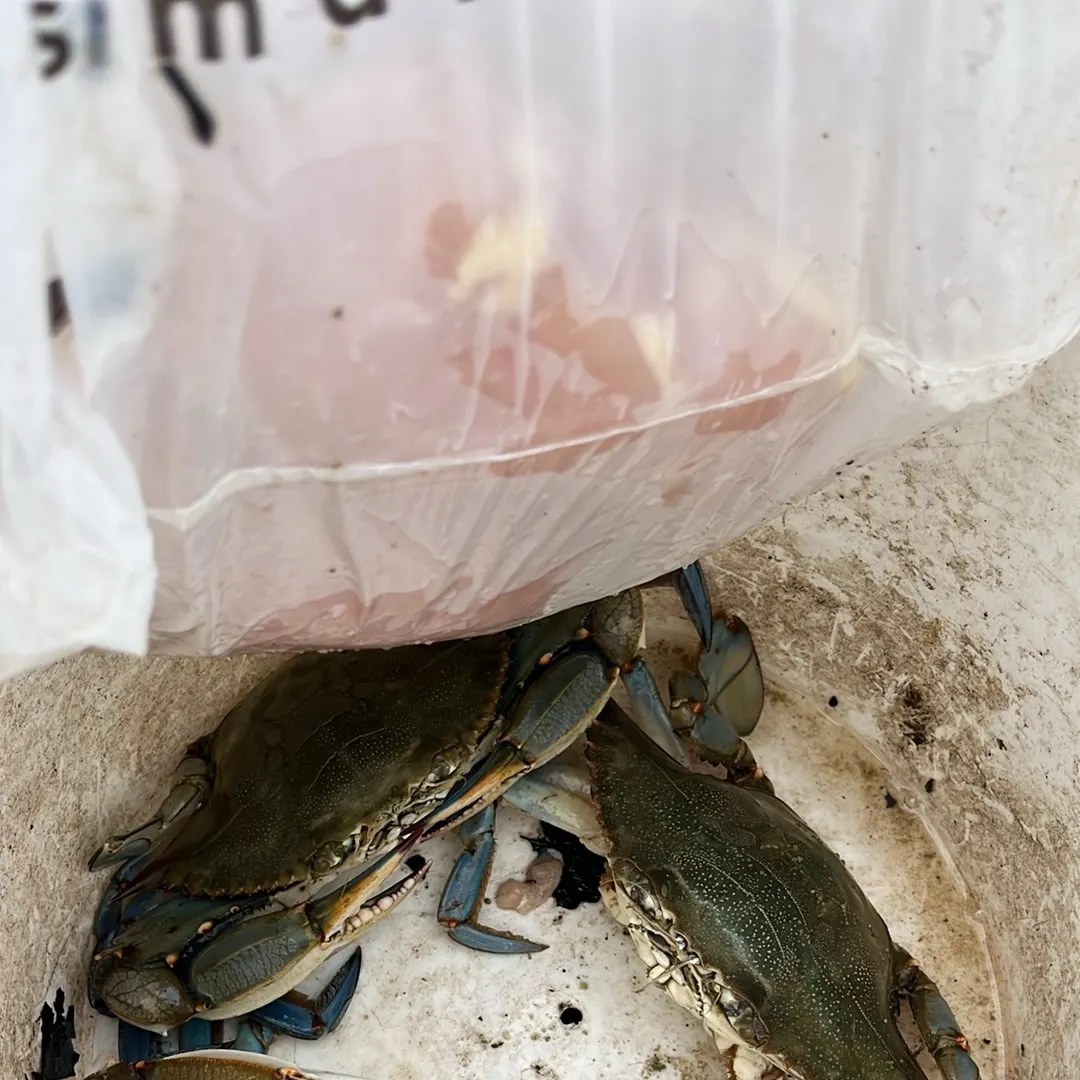 Blue crab caught on Fishbrain