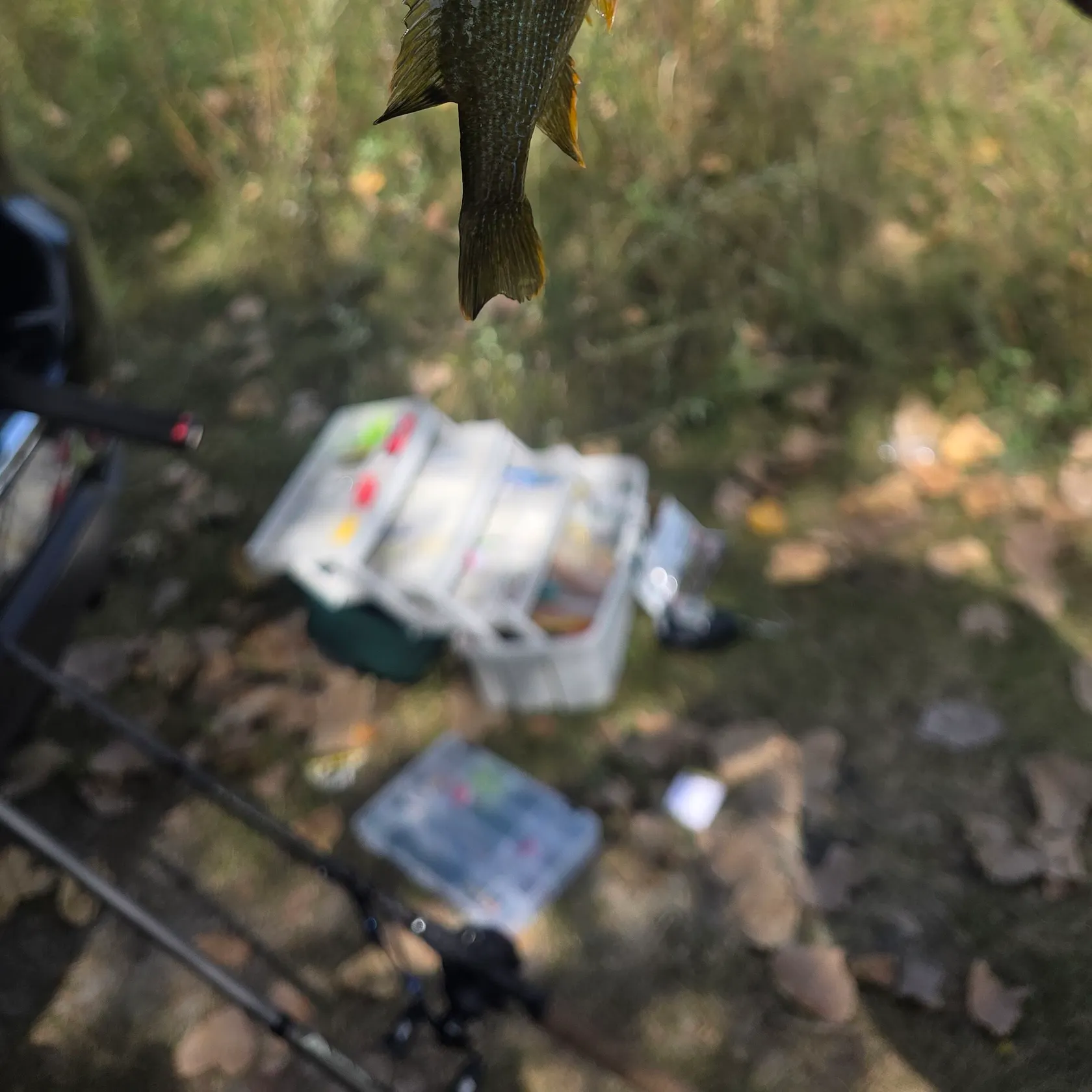 Green sunfish caught on Fishbrain