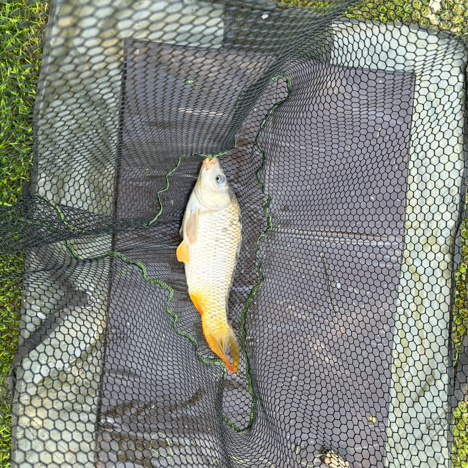 Common carp caught on Fishbrain