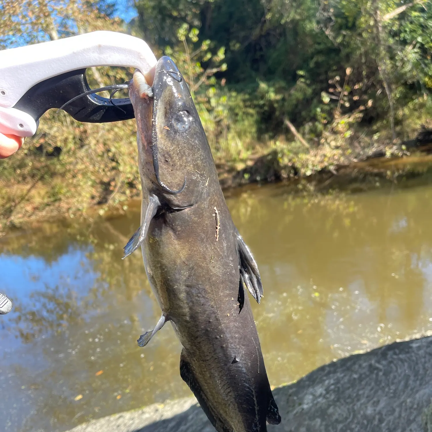 Channel catfish caught on Fishbrain