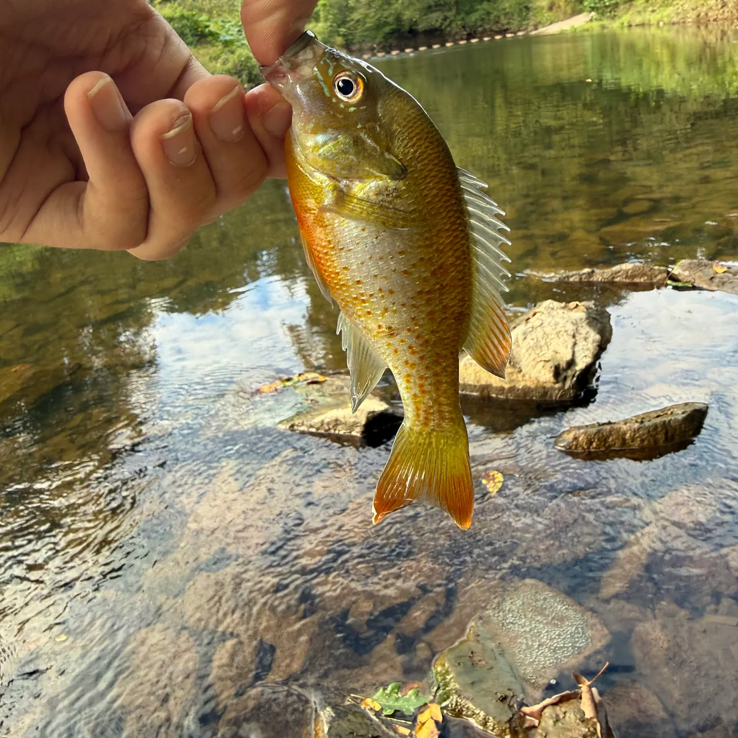 Redbreast sunfish caught on Fishbrain