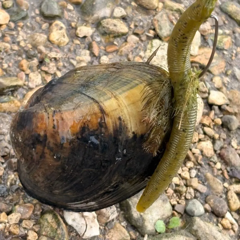 The most recent Yellow sandshell mussel catches on Fishbrain