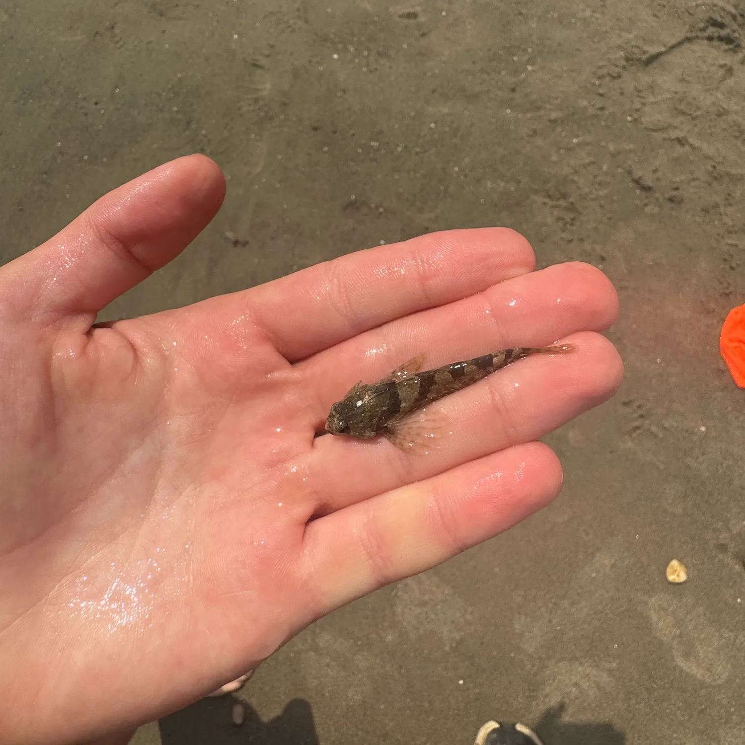 The most recent Longspined bullhead catches on Fishbrain