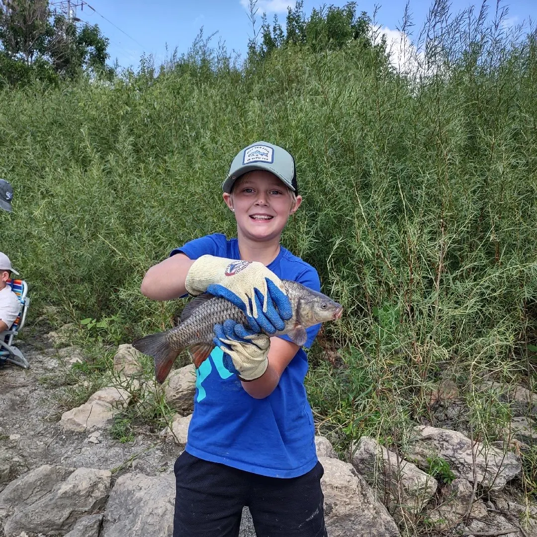 Common carp caught on Fishbrain