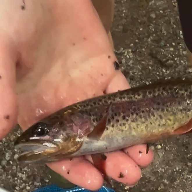 The most recent Cutbow catches on Fishbrain