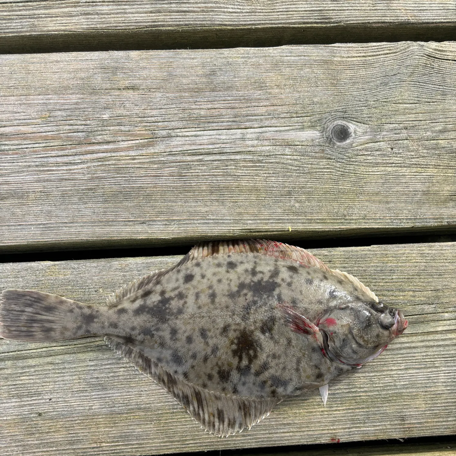 The most recent European flounder catches on Fishbrain